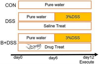 Pretreatment with Bifidobacterium longum BAA2573 ameliorates dextran sulfate sodium (DSS)-induced colitis by modulating gut microbiota